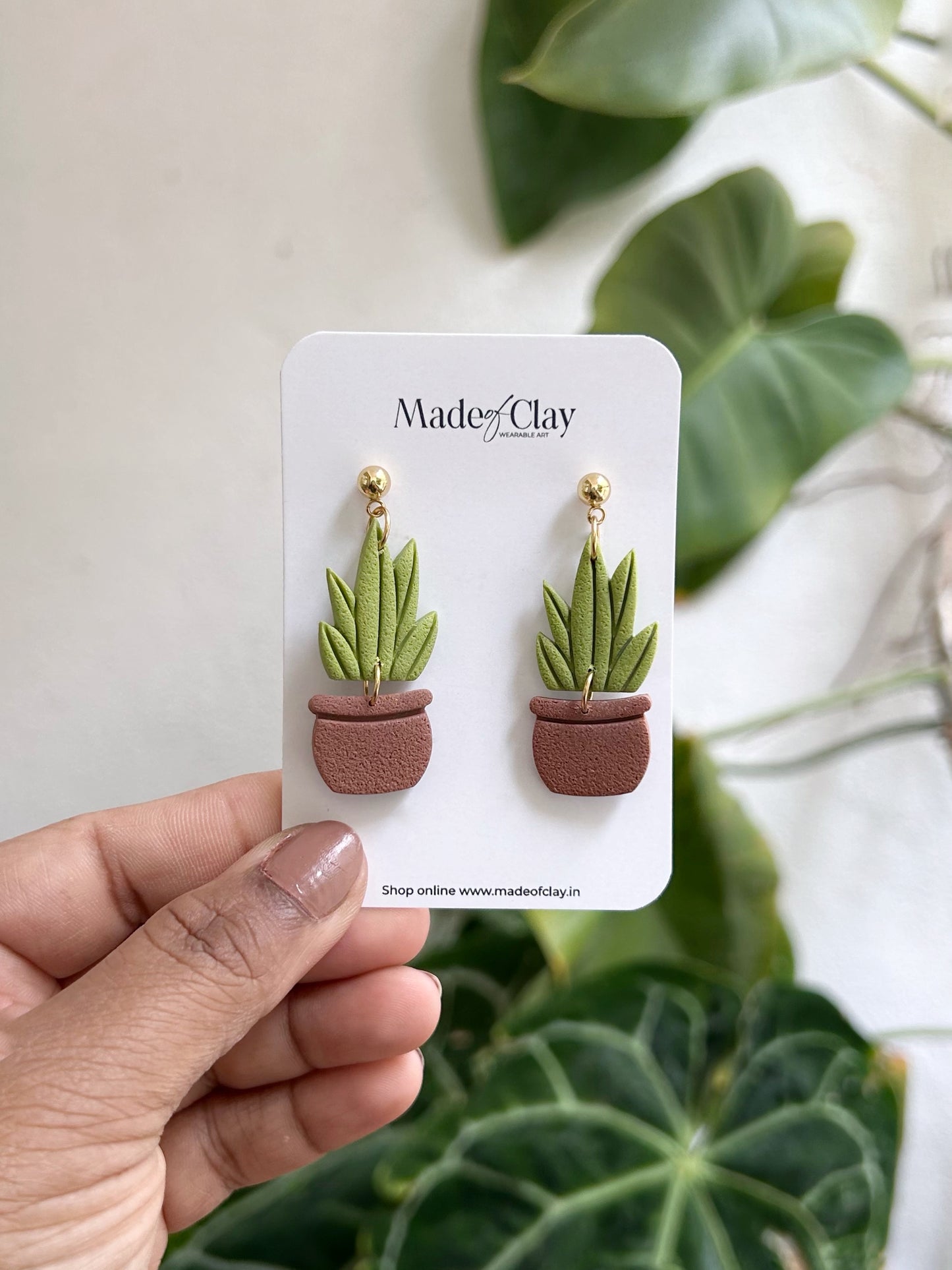 Snake Plant